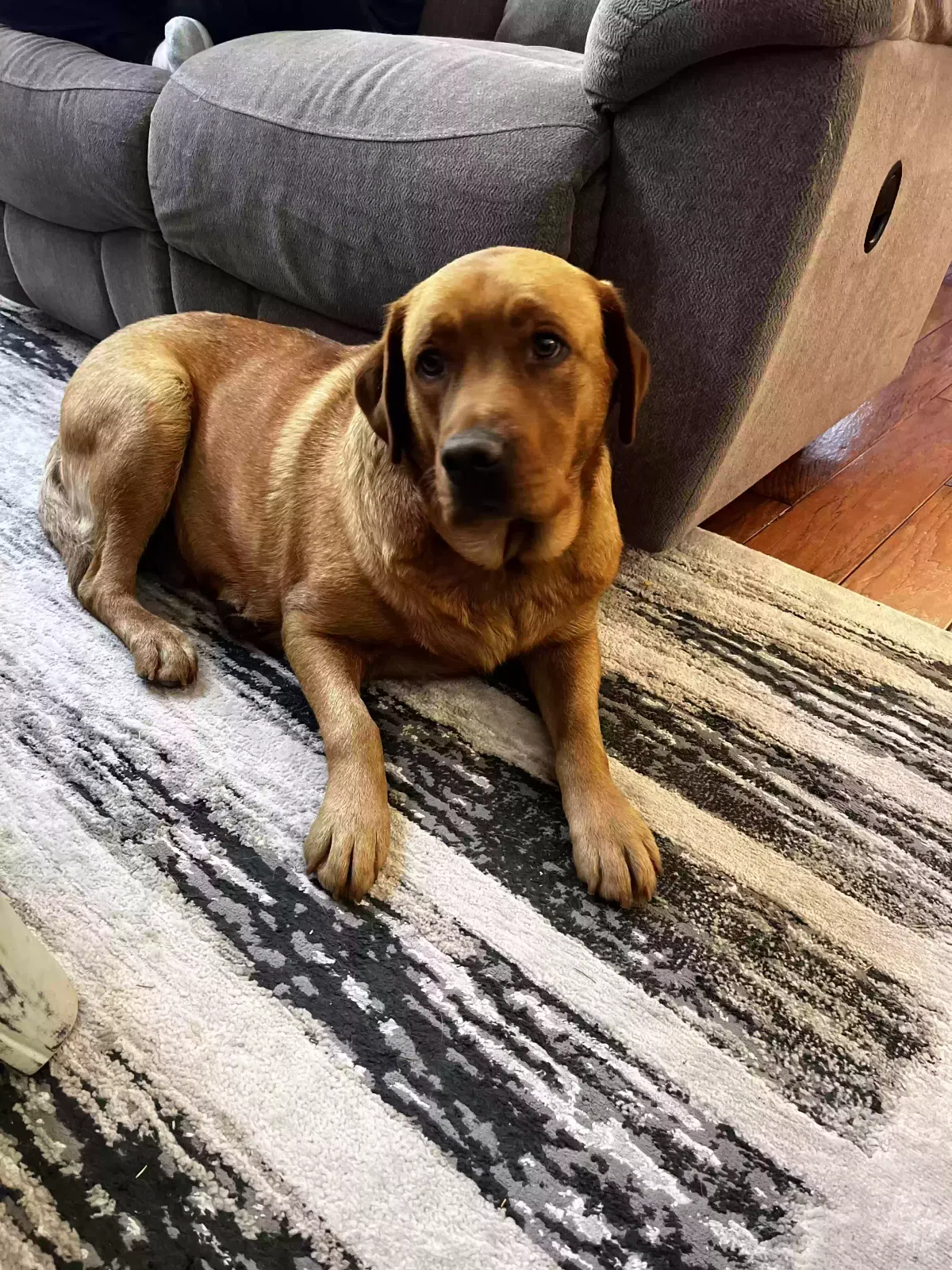 Lost dog in Fort Wayne, IN, 46814