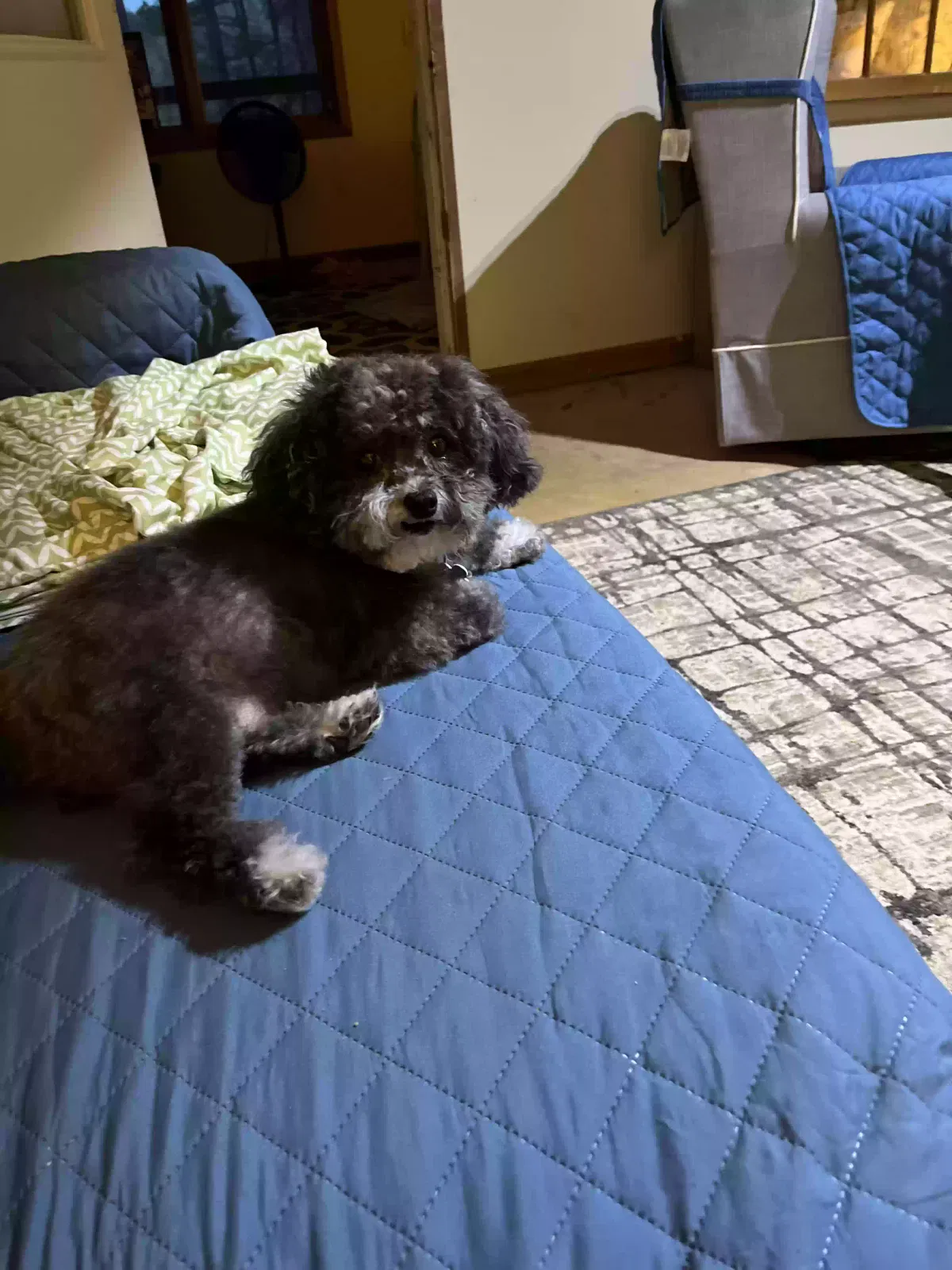 Lost dog in Winder, GA, 30680