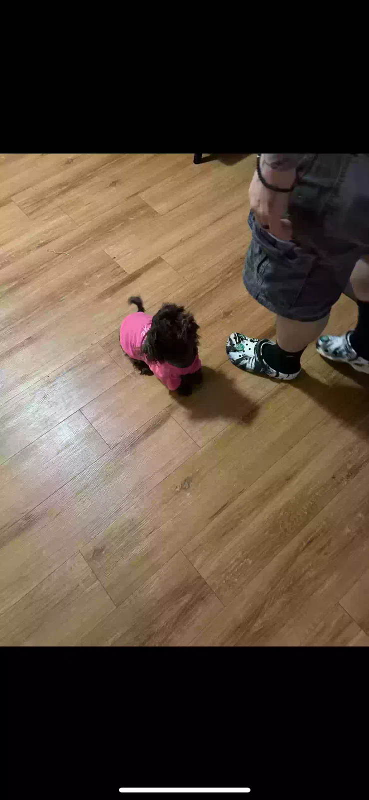 Lost dog in Oak Harbor, WA, 98277