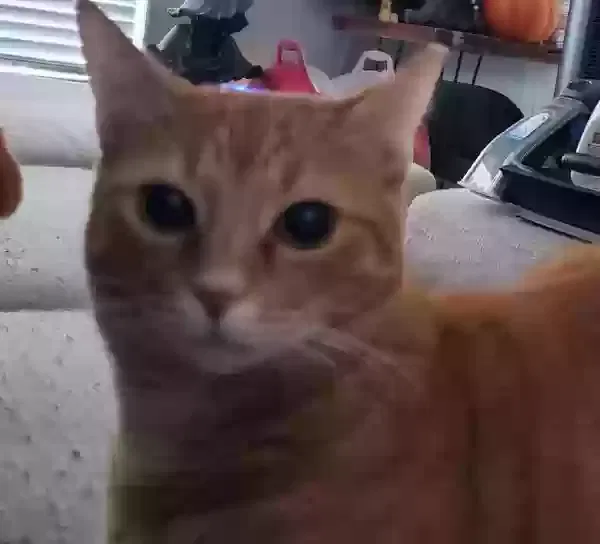 Lost cat in Oviedo, FL, 32765