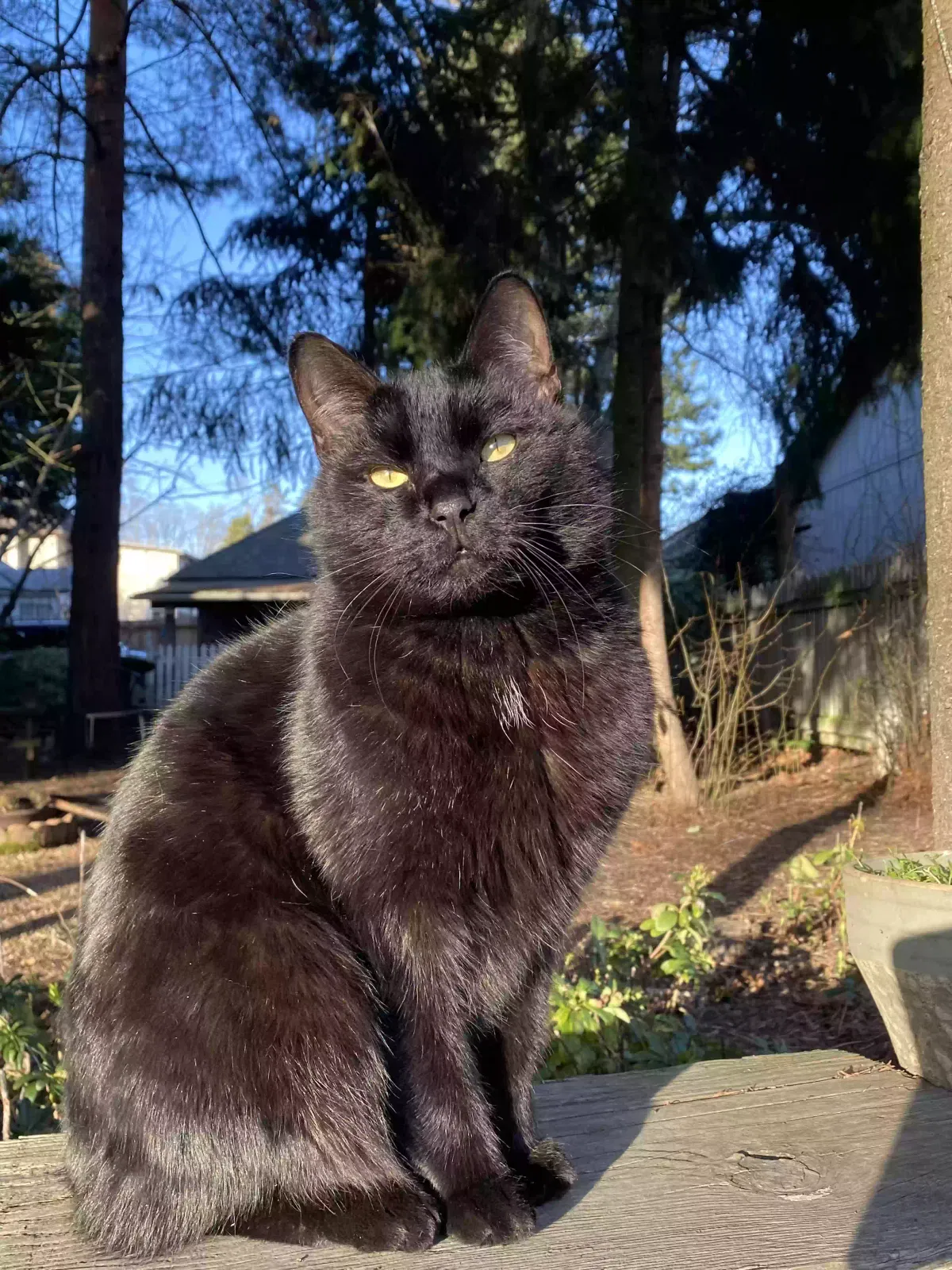 Lost cat in Salem, OR, 97304