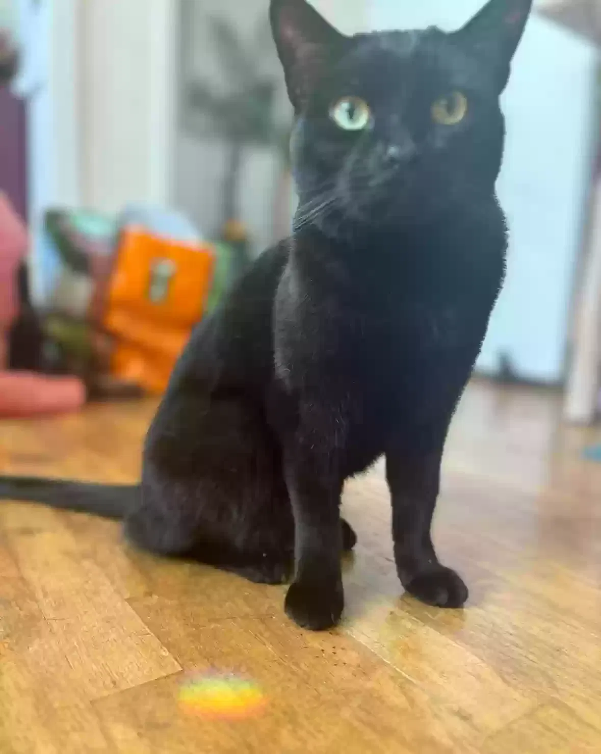 Lost cat in Los Angeles, CA, 90004