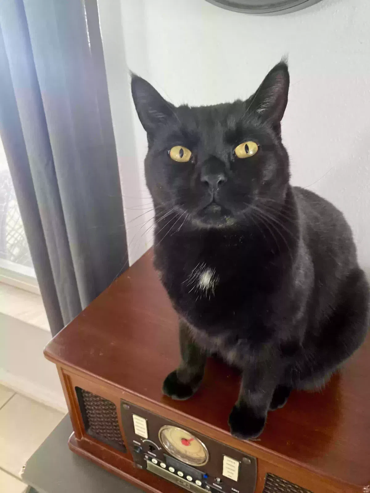 Lost cat in Ocala, FL, 34482