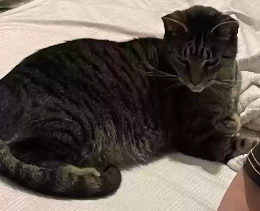 Lost cat in Bay Shore, NY, 11706
