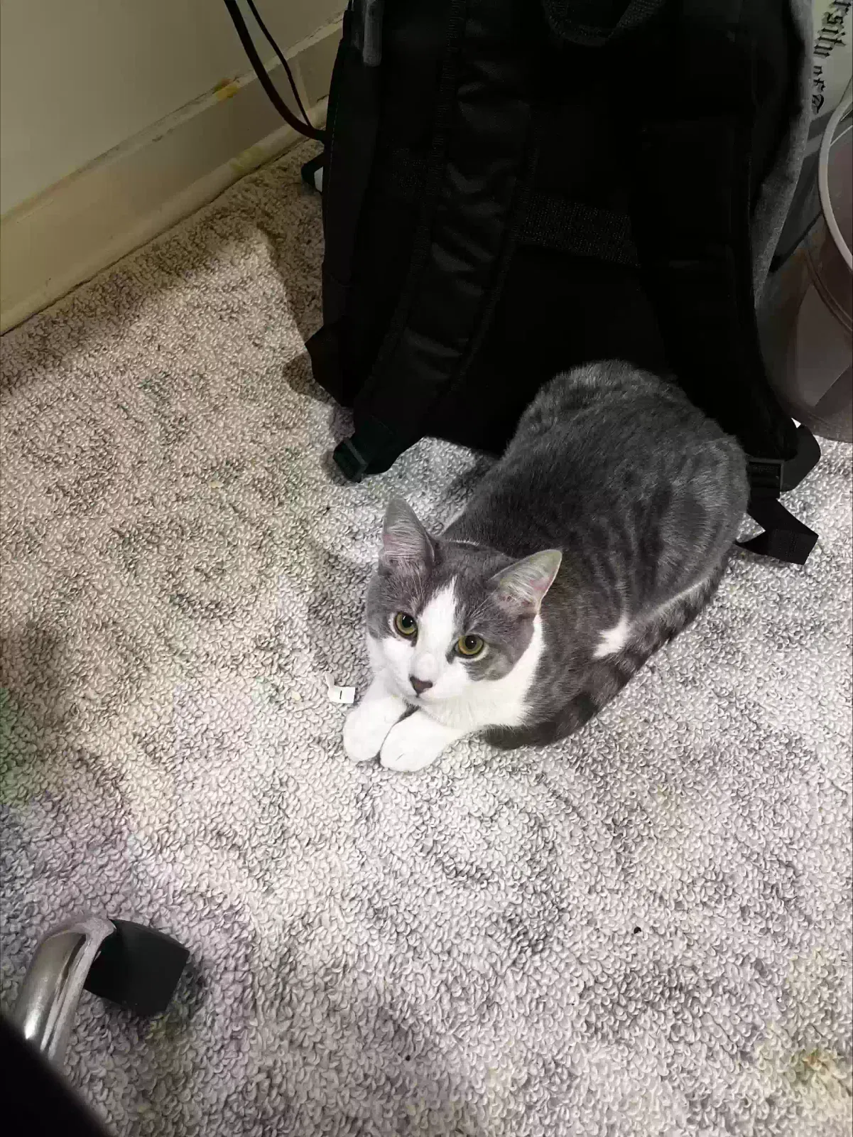 Lost cat in Memphis, TN, 38122