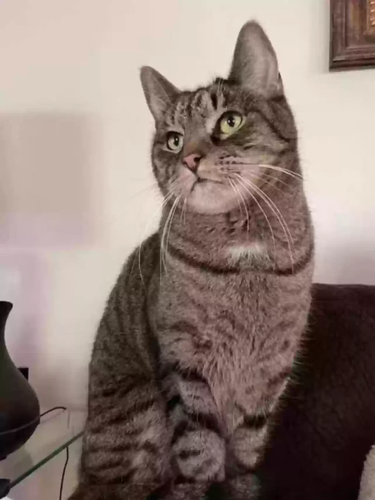 Lost cat in Odessa, FL, 33556