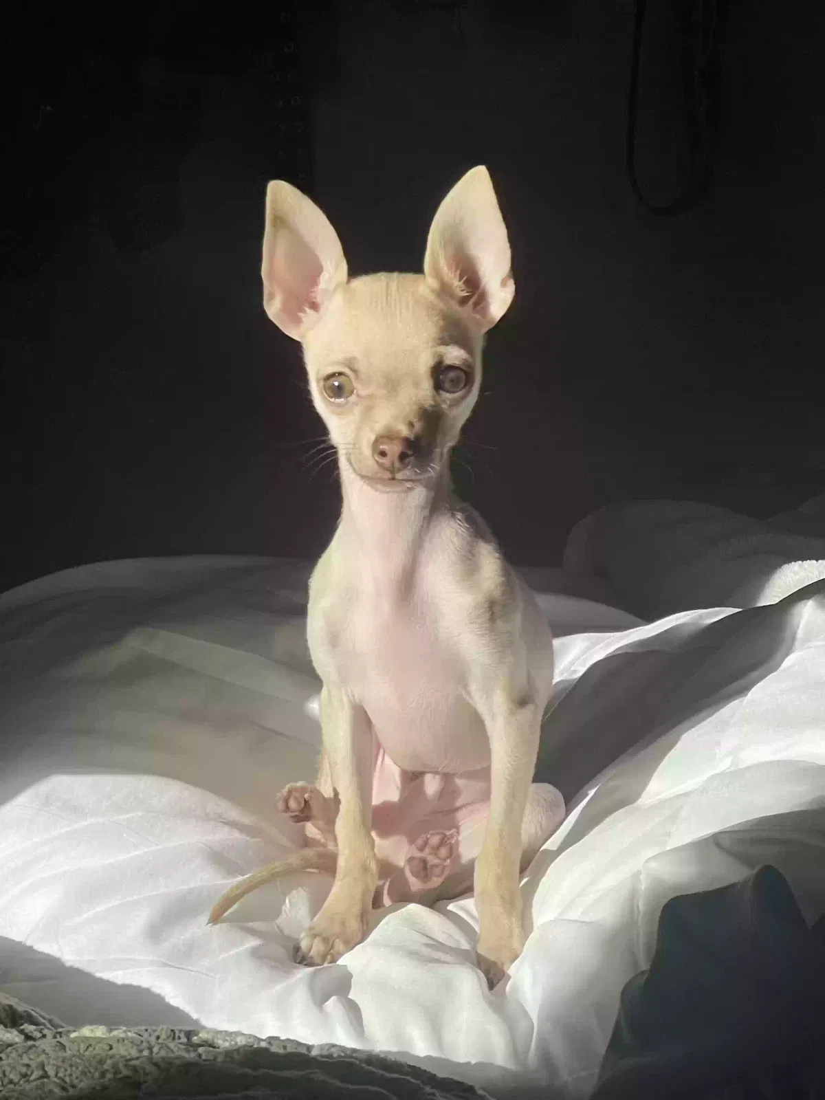 Lost dog in El Paso, TX, 79912