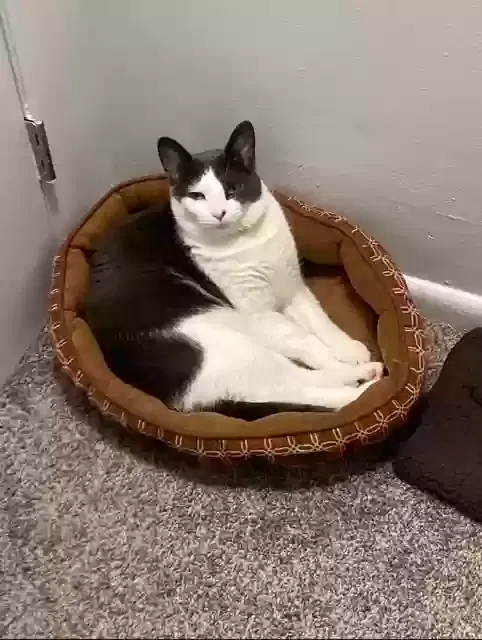 Lost cat in Fultondale, AL, 35068