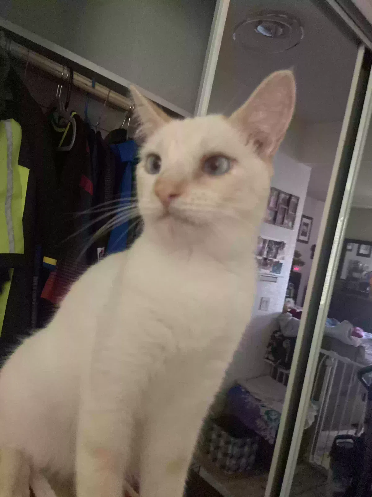 Lost cat in Antioch, CA, 94531