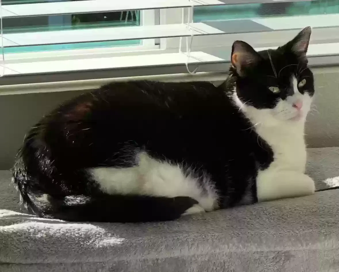 Lost cat in Kenmore, WA, 98028