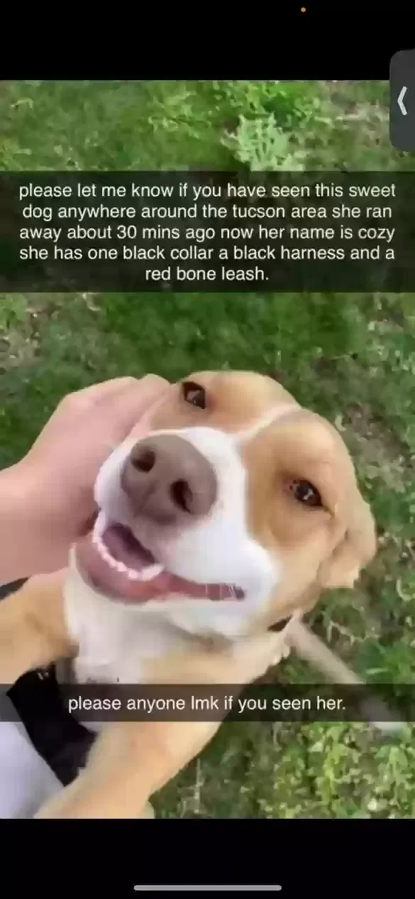 Lost dog in Tucson, AZ, 85710