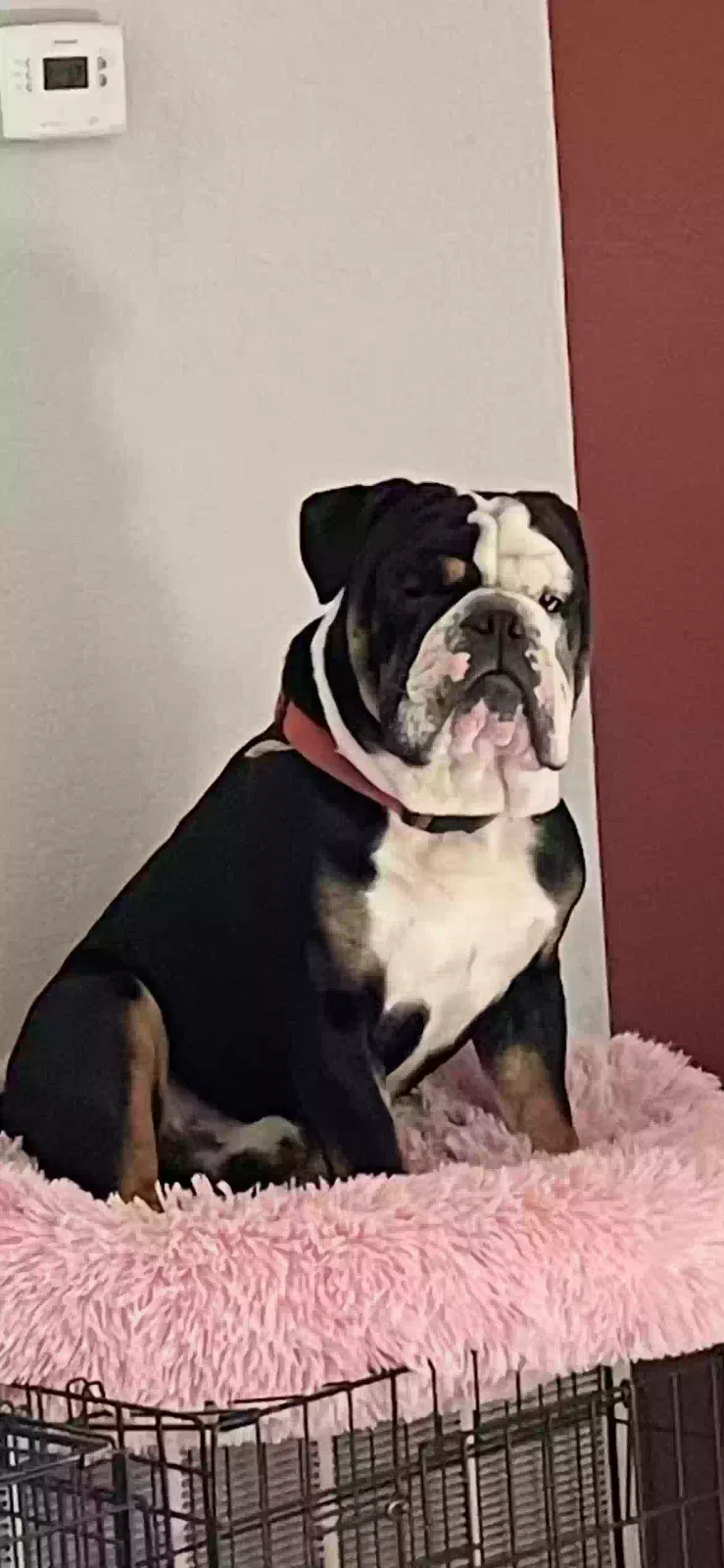 Lost dog in Perris, CA, 92570