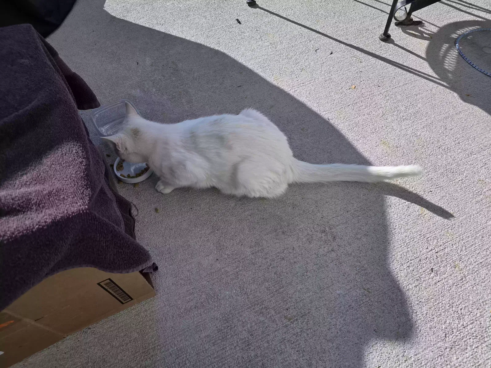 Found cat in Lillington, NC, 27546