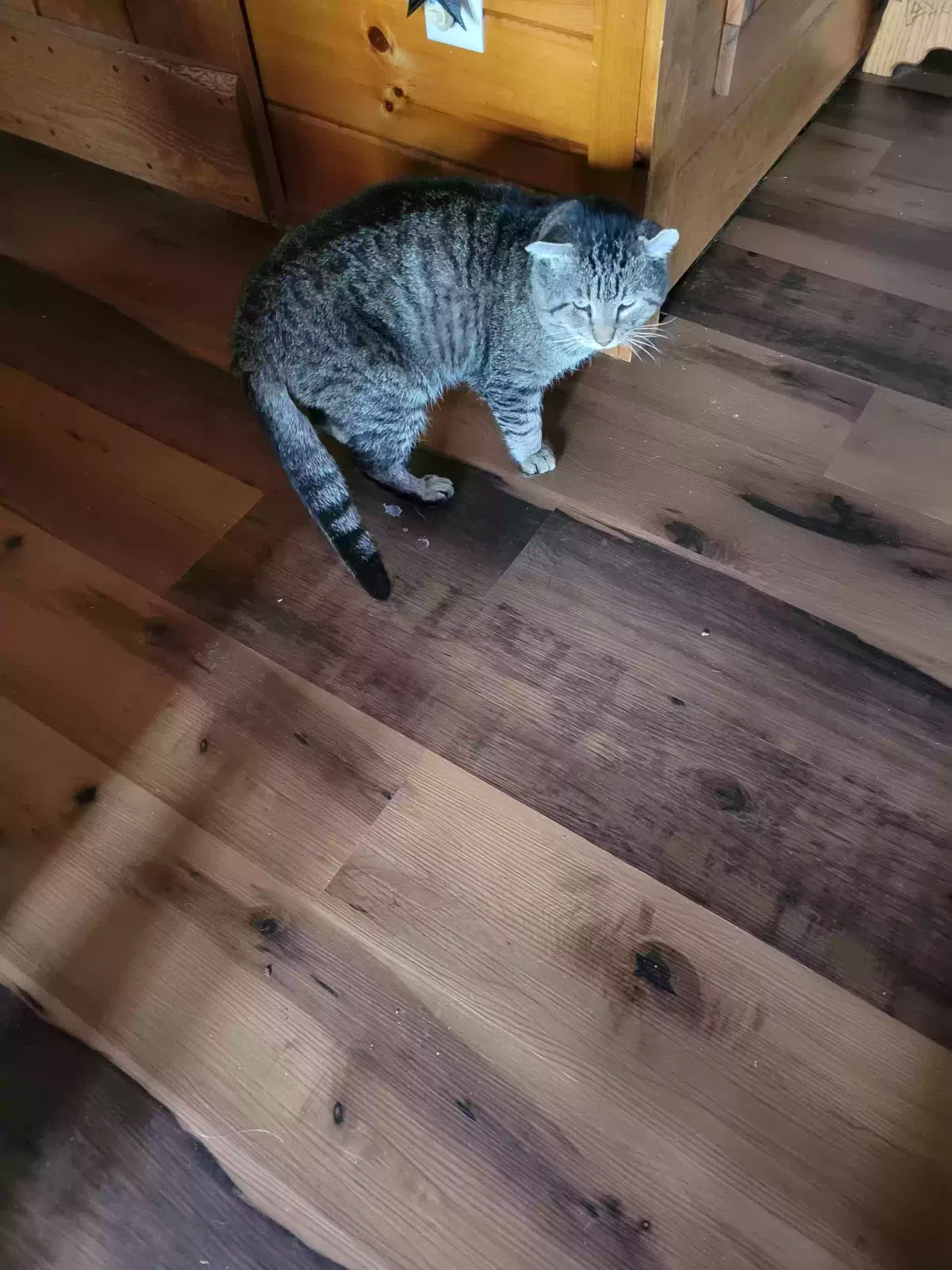 Found cat in South Vienna, OH, 45369