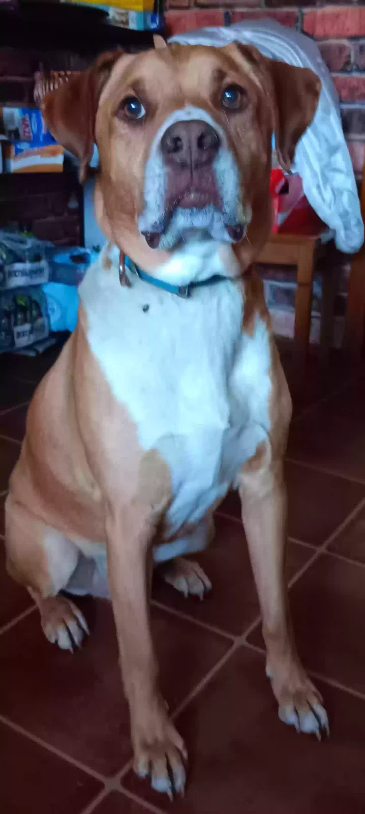 Lost dog in Seneca, MO, 64865