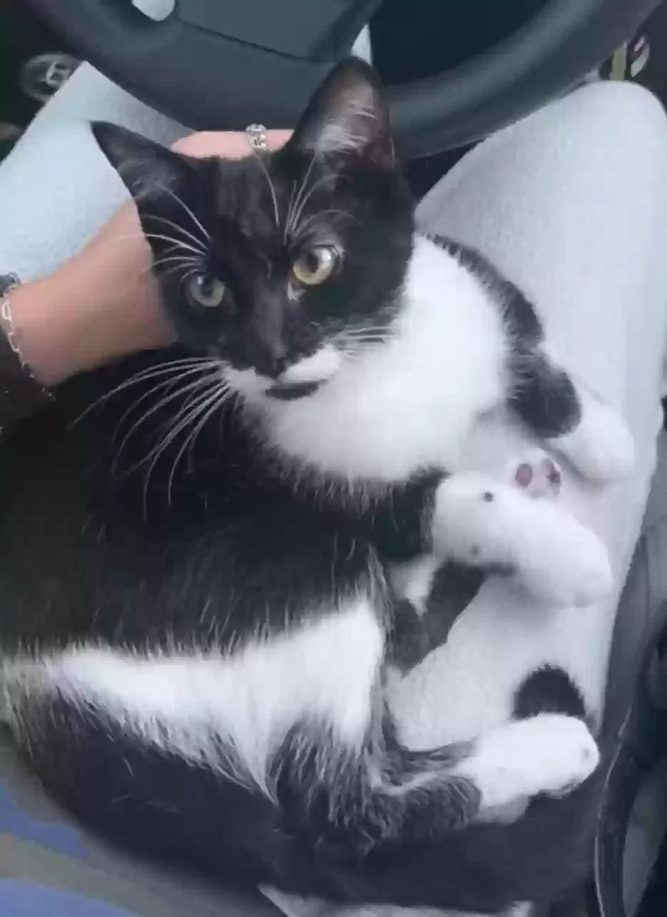 Lost cat in Gainesville, FL, 32601