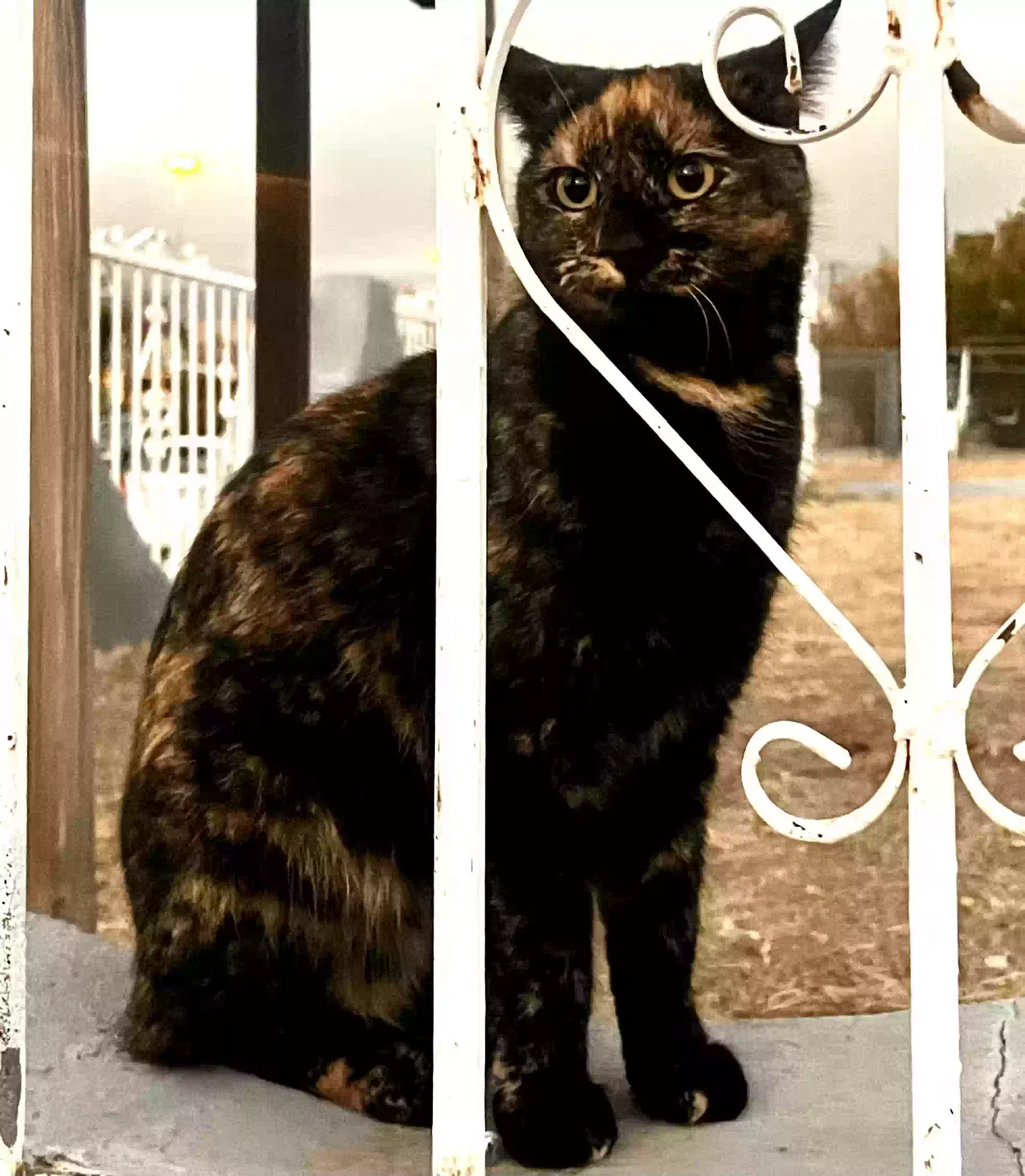 Lost cat in El Paso, TX, 79902