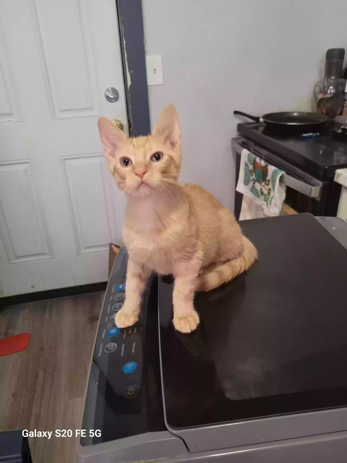 Lost cat in Springfield, MA, 1108