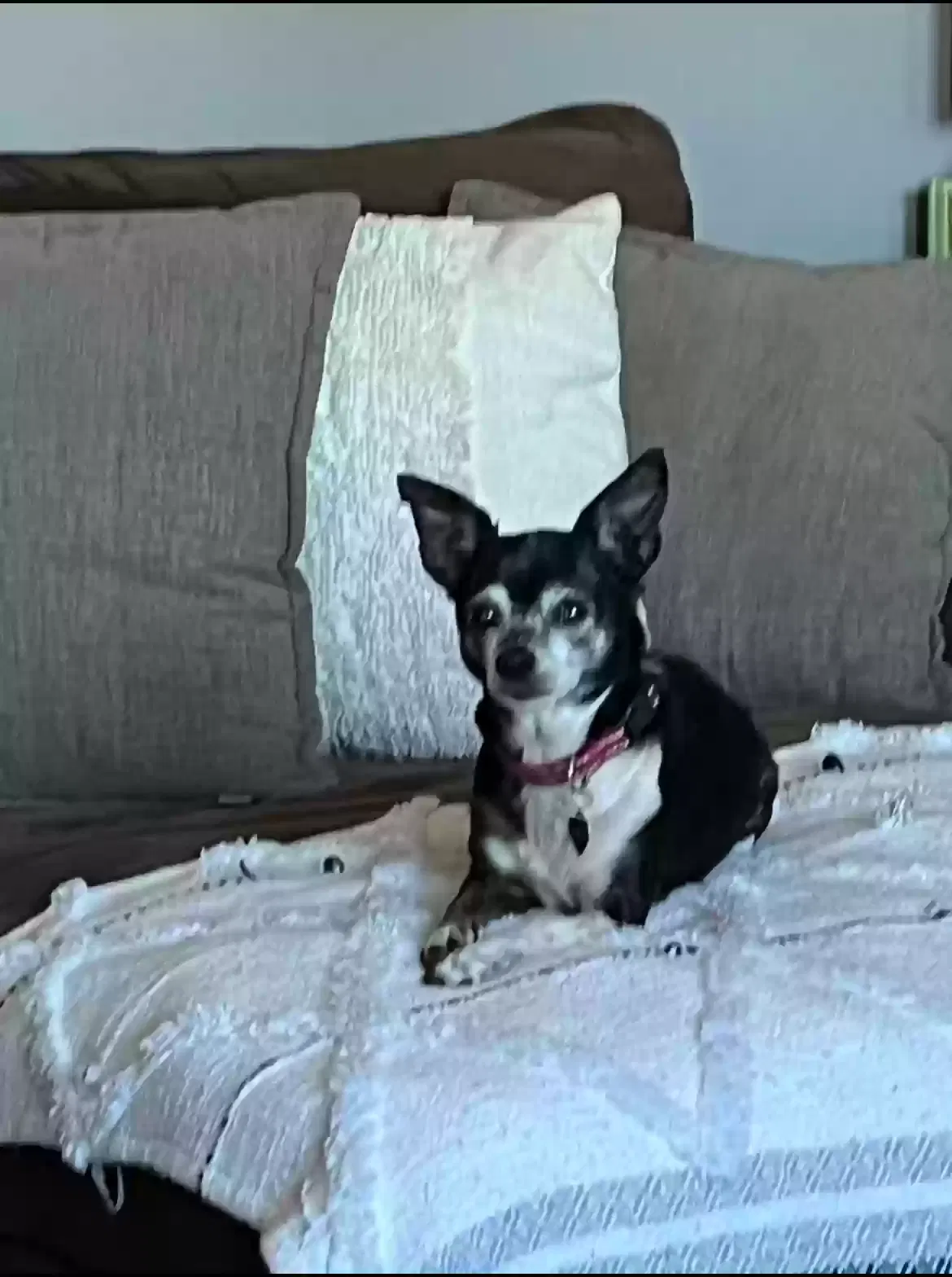 Lost dog in Hayward, CA, 94541