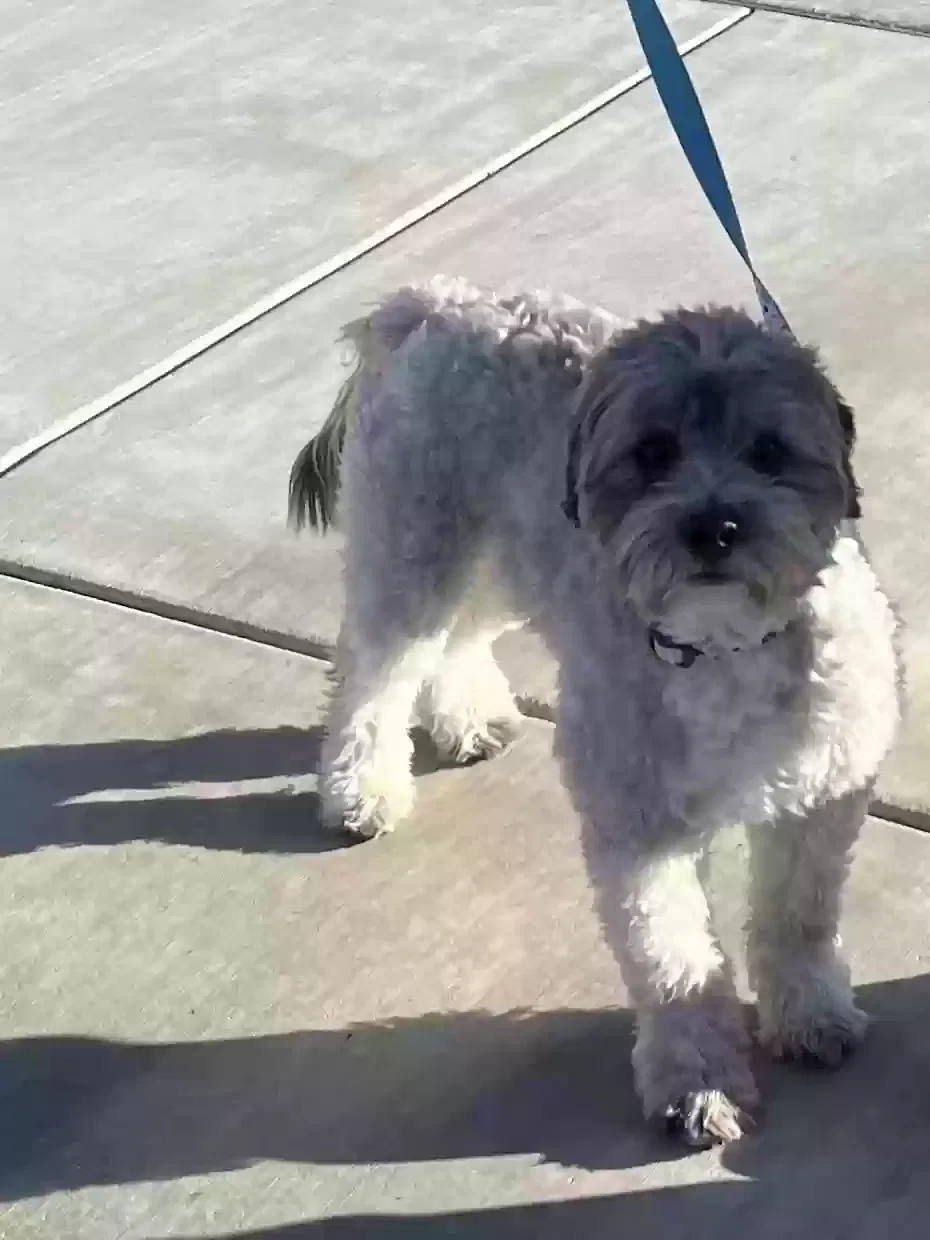 Lost dog in Moreno Valley, CA, 92553