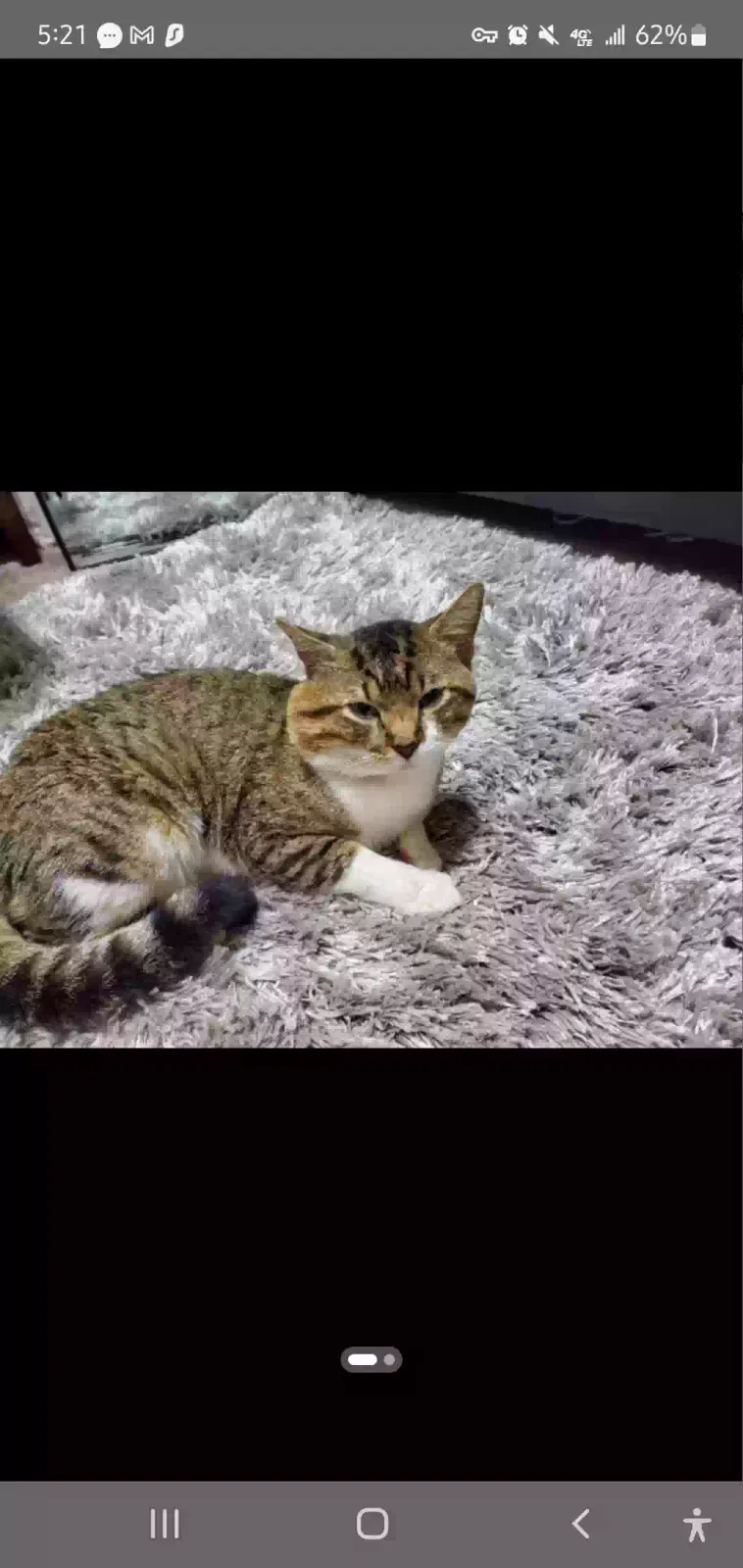 Lost cat in Houston, TX, 77082