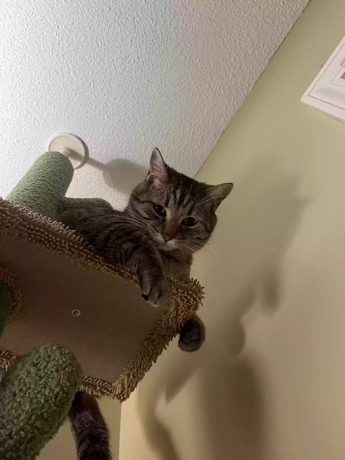 Lost cat in Springfield, IL, 62703