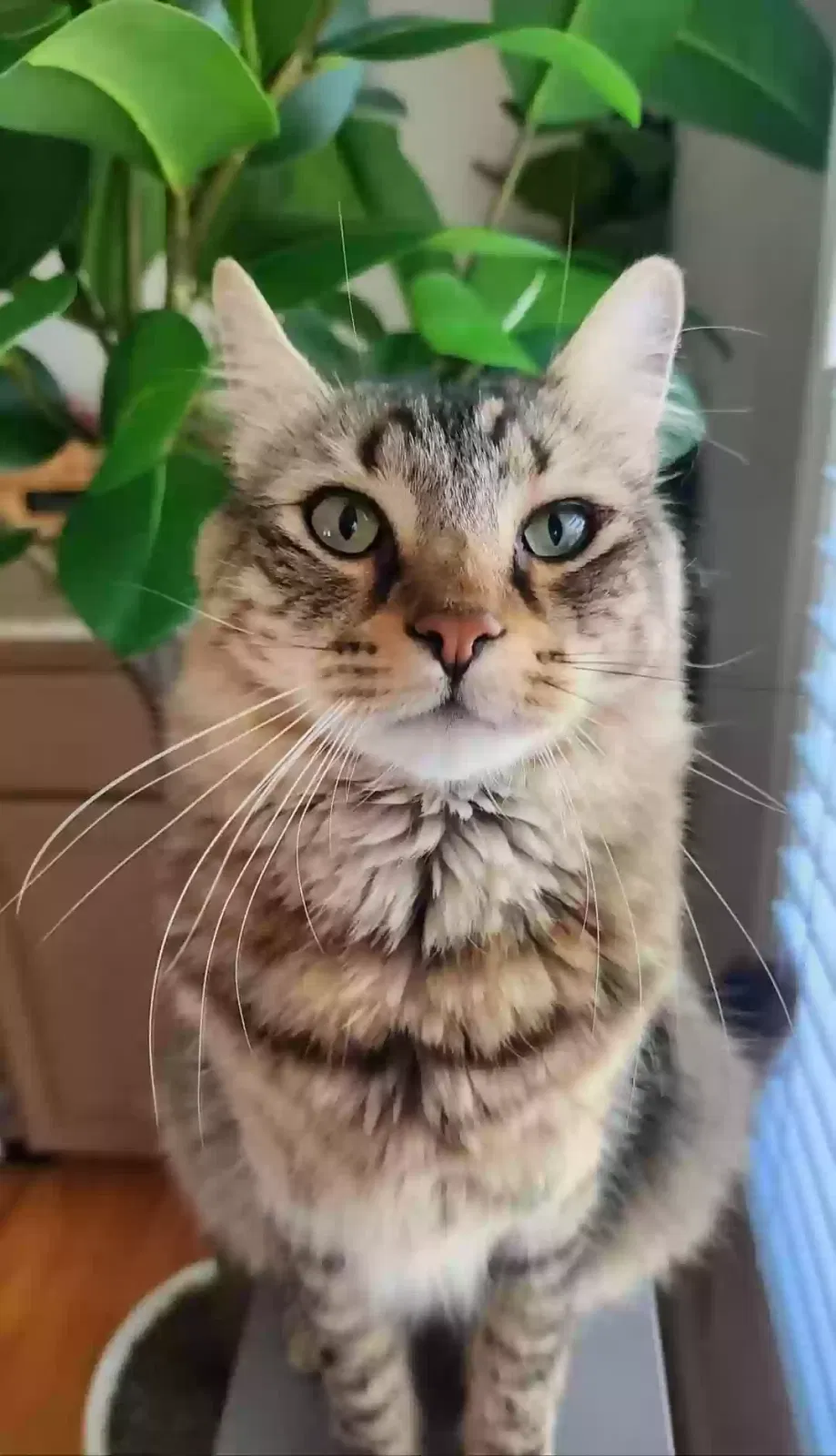 Lost cat in Auburn, CA, 95603