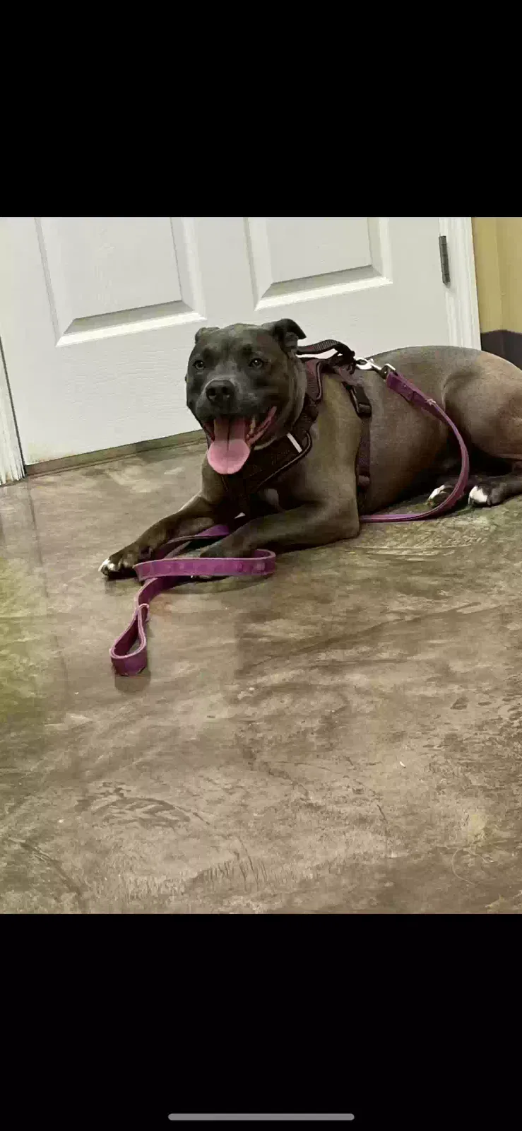 Lost dog in Rocky Face, GA, 30740