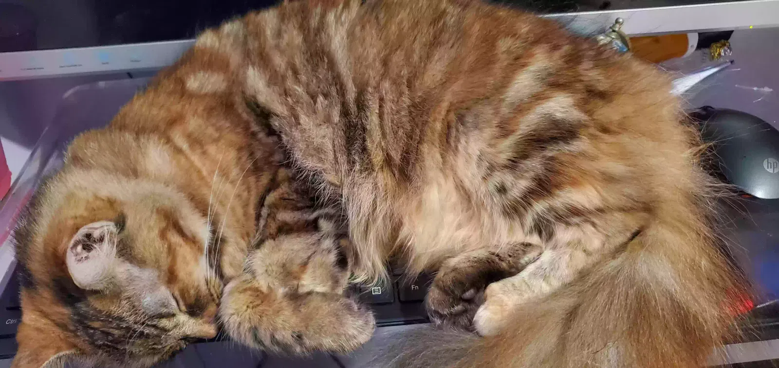 Lost cat in Coats, NC, 27521
