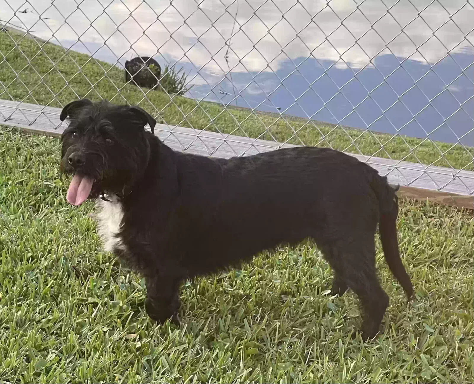 Lost dog in Tallahassee, FL, 32309