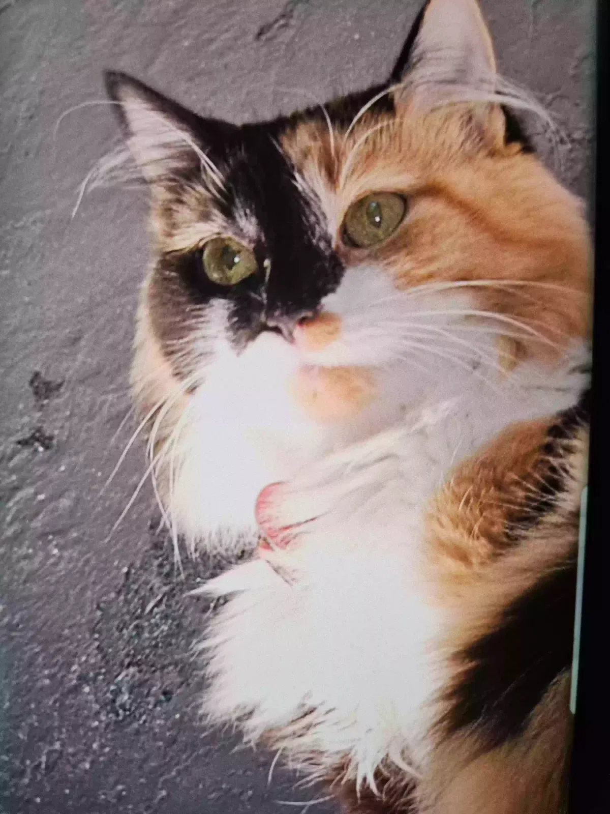Lost cat in Henderson, NV, 89014