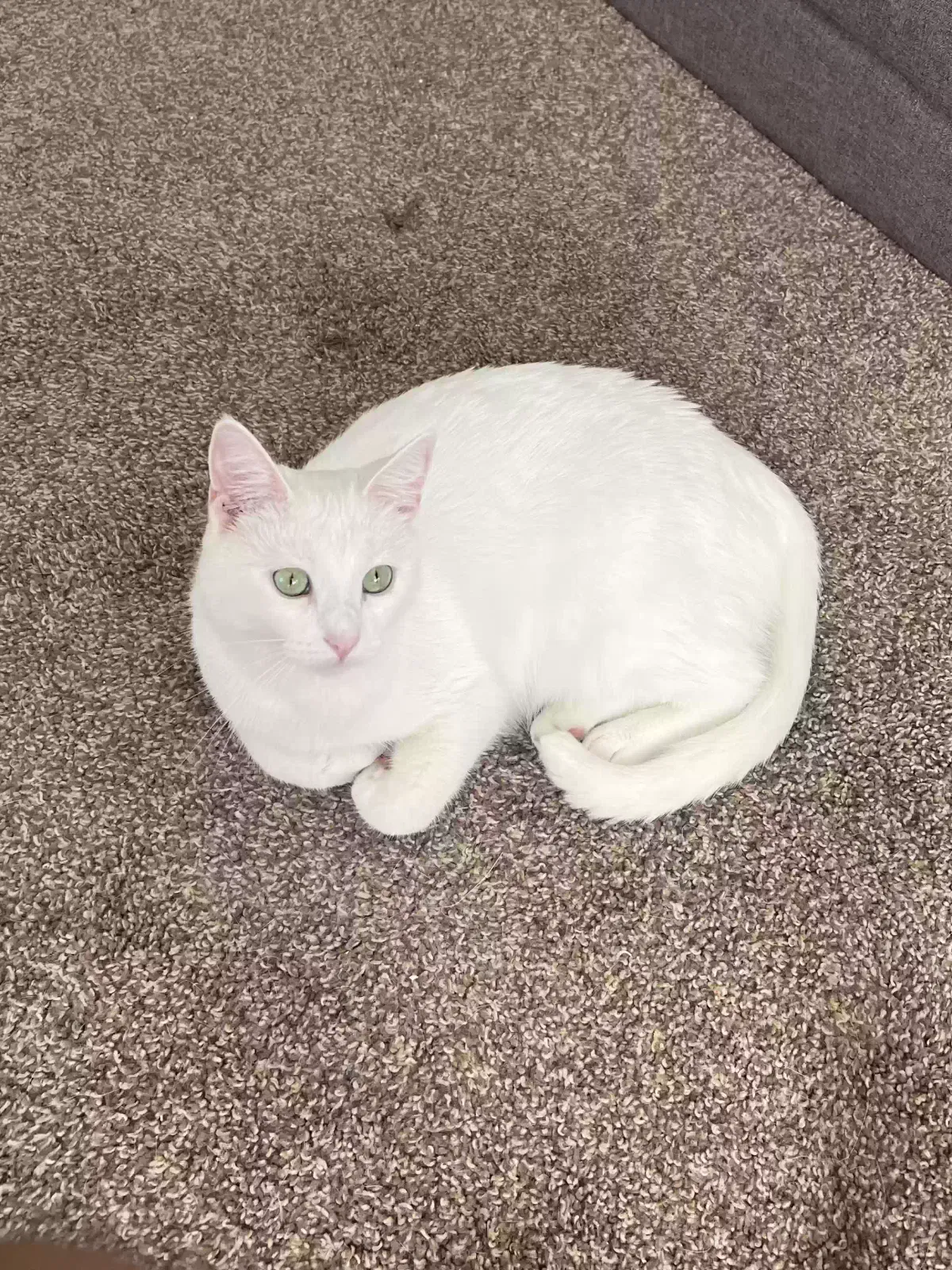Lost cat in Houston, TX, 77006