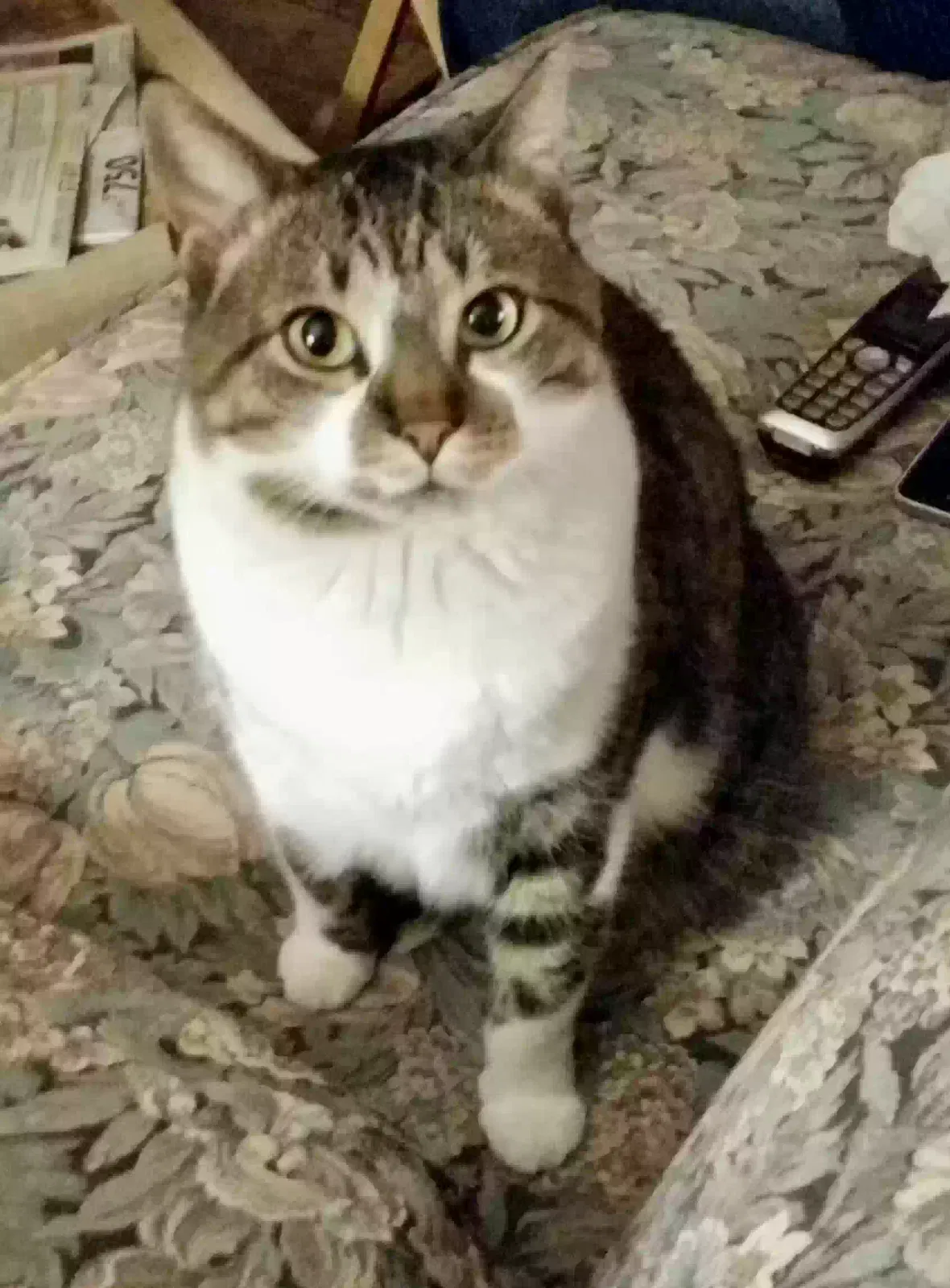 Lost cat in Kennedale, TX, 76060