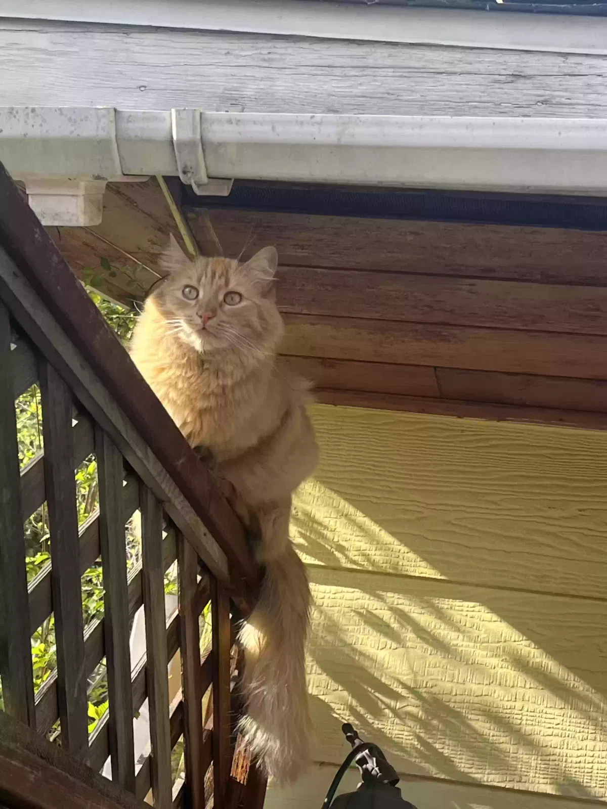 Lost cat in Spokane, WA, 99206