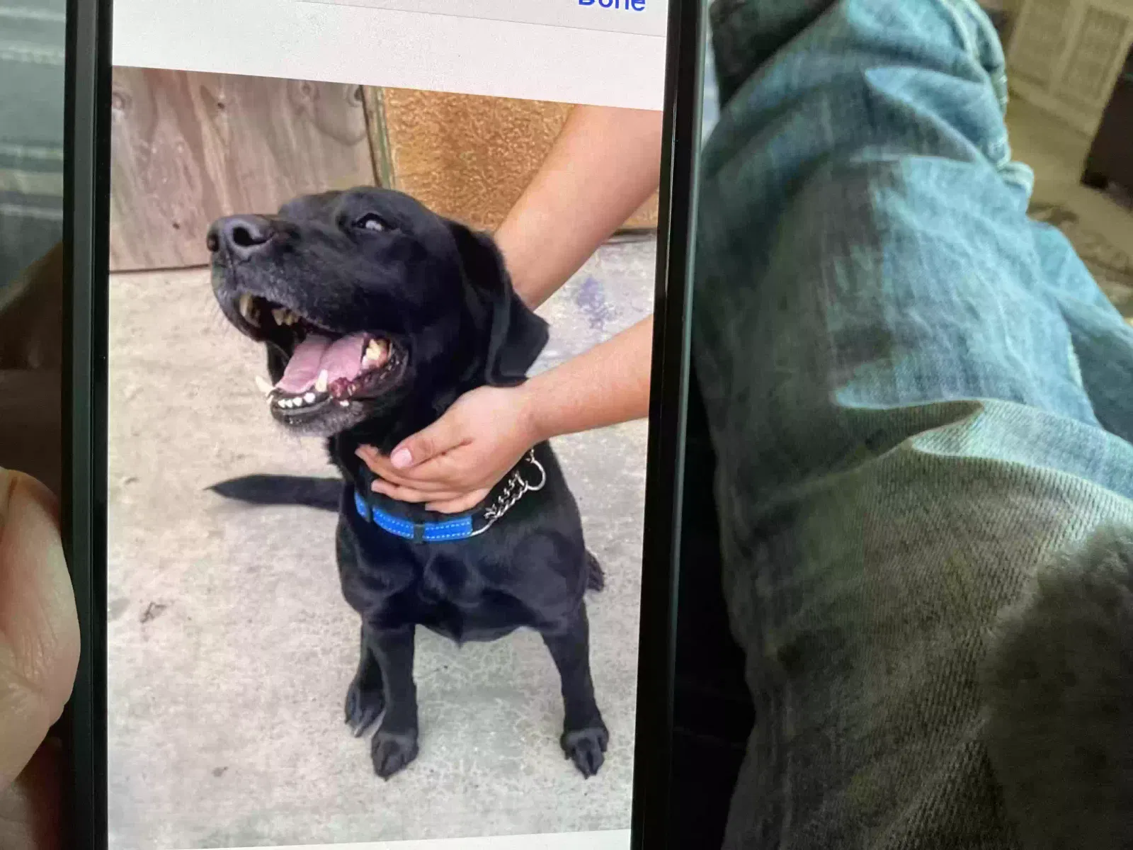Lost dog in Reedley, CA, 93654