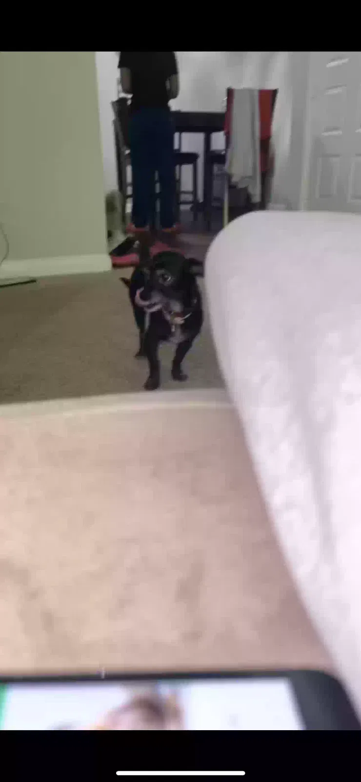 Lost dog in Decatur, GA, 30034