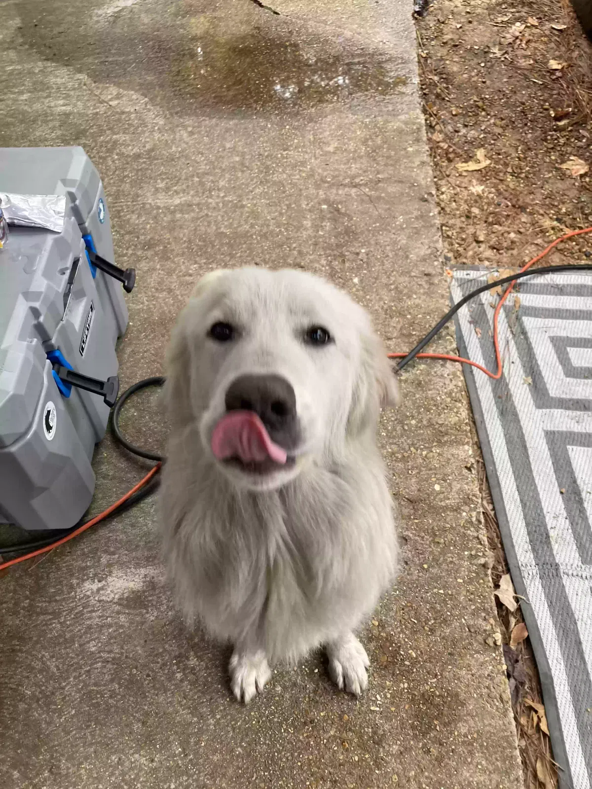 Found dog in Woodworth, LA, 71485