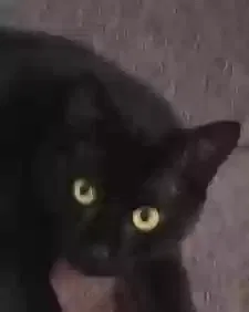 Lost cat in Hammond, LA, 70403