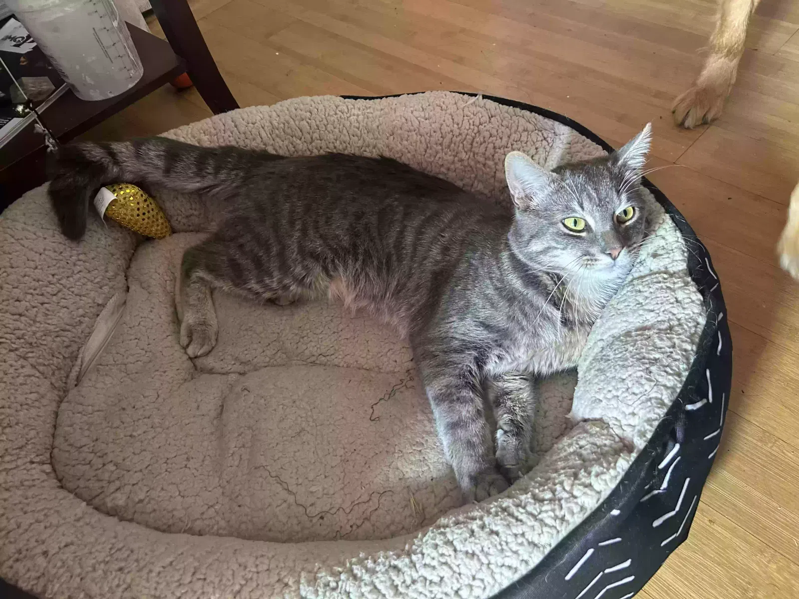 Lost cat in San Jose, CA, 95127