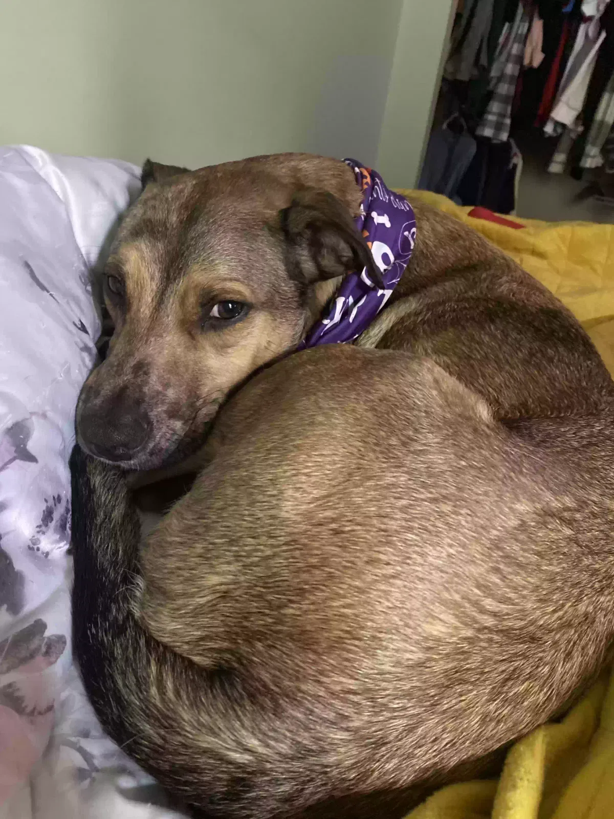 Lost dog in Middletown, OH, 45042