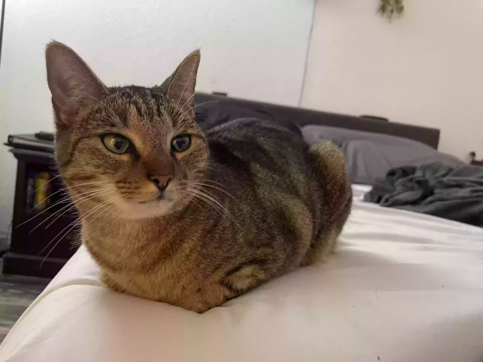 Lost cat in Keystone Heights, FL, 32656