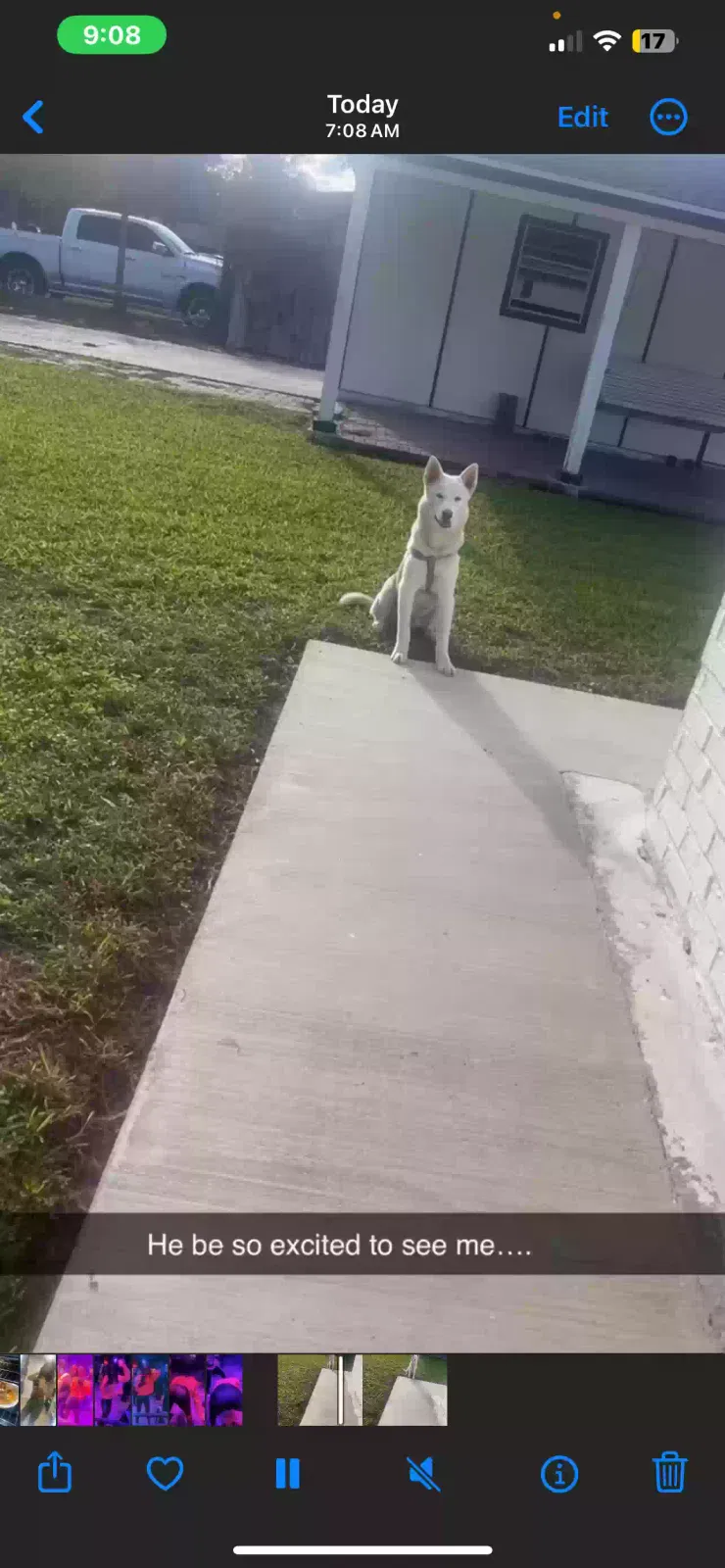 Lost dog in Violet, LA, 70092