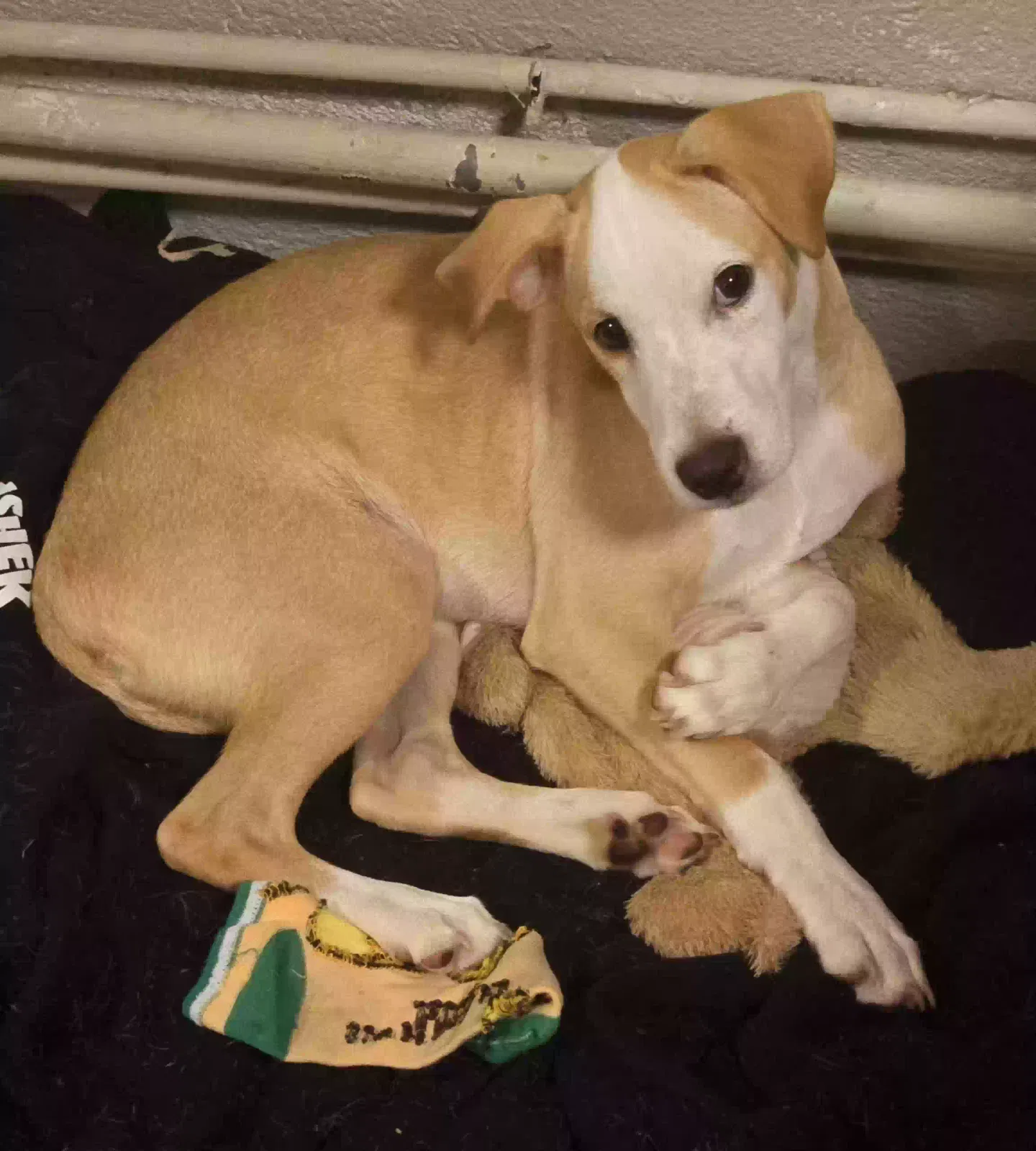 Lost dog in Kapolei, HI, 96707