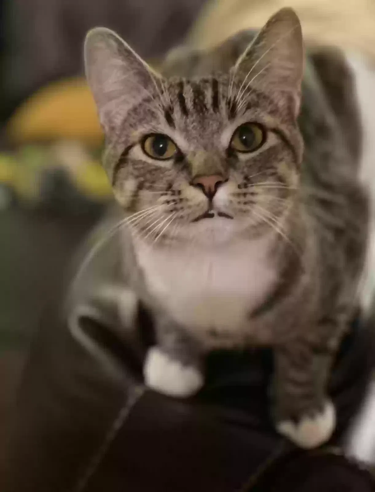 Lost cat in Roseville, CA, 95747