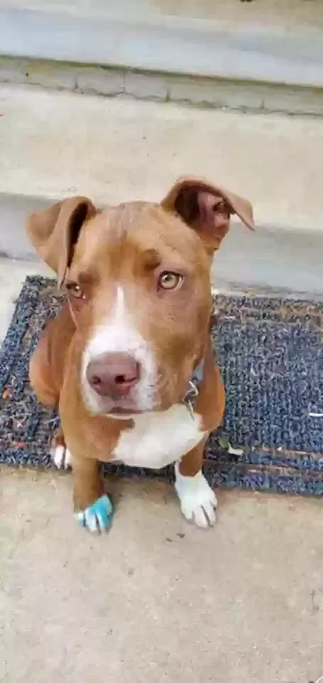 Lost dog in Boonville, IN, 47601