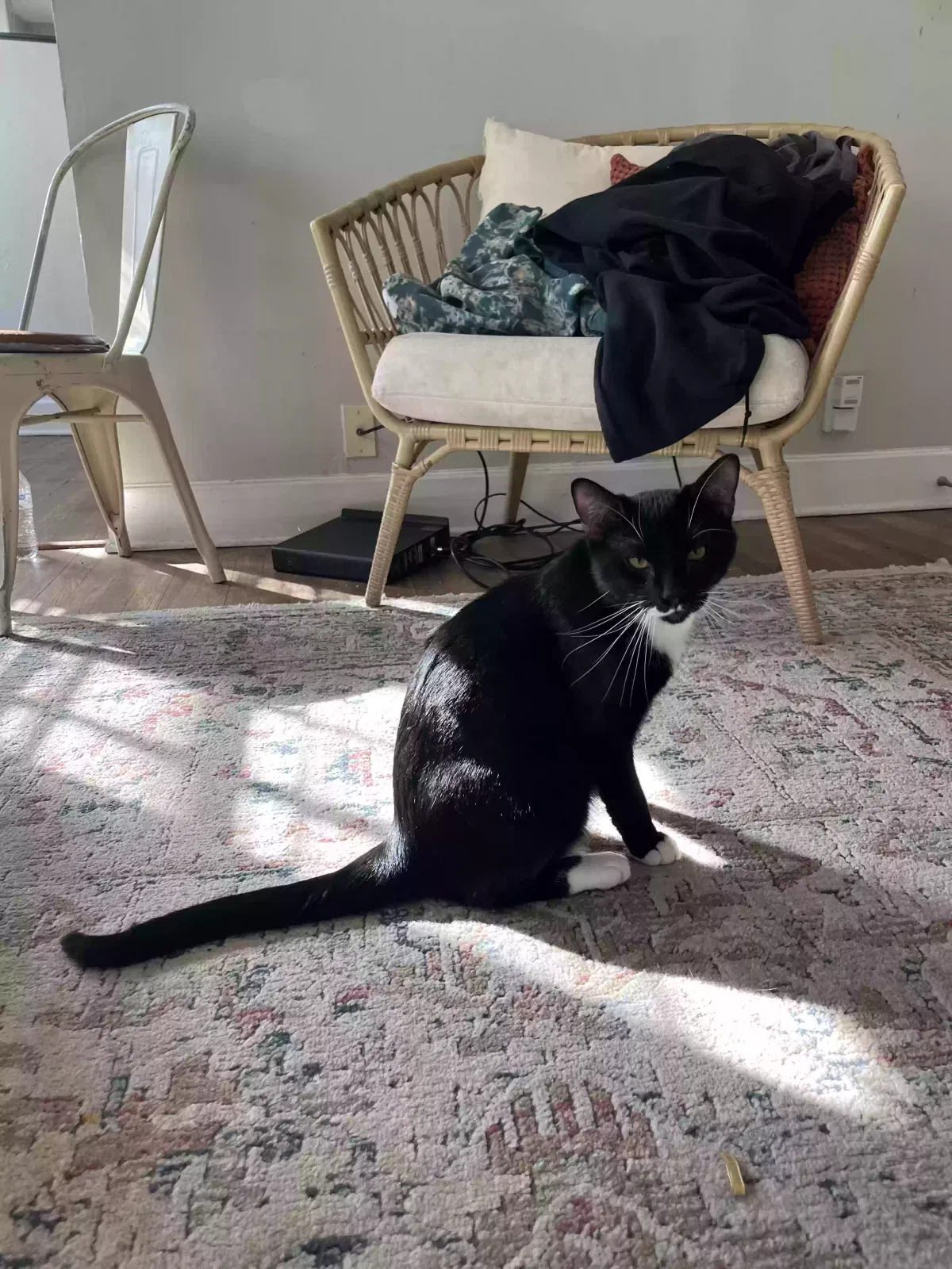 Lost cat in Ocean Springs, MS, 39564