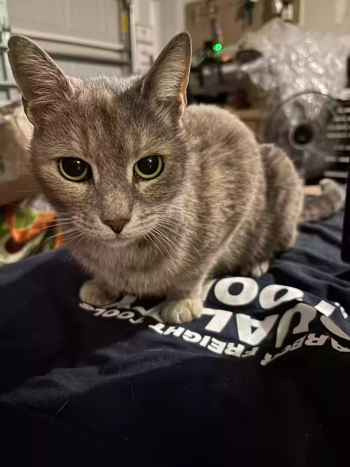 Found cat in Little River, SC, 29566
