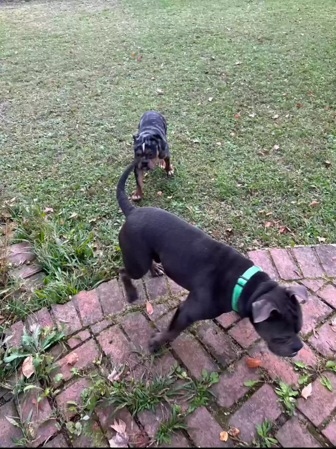 Lost dog in Jackson, MS, 39206