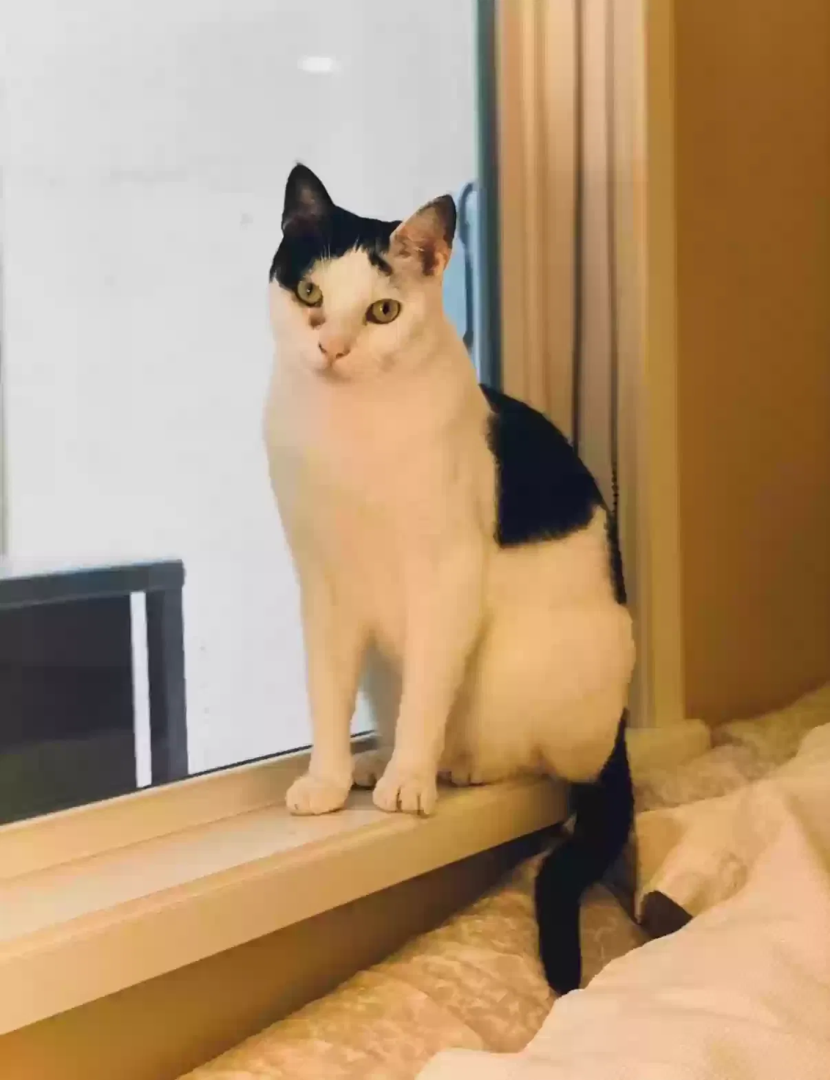 Lost cat in Rancho Mirage, CA, 92270