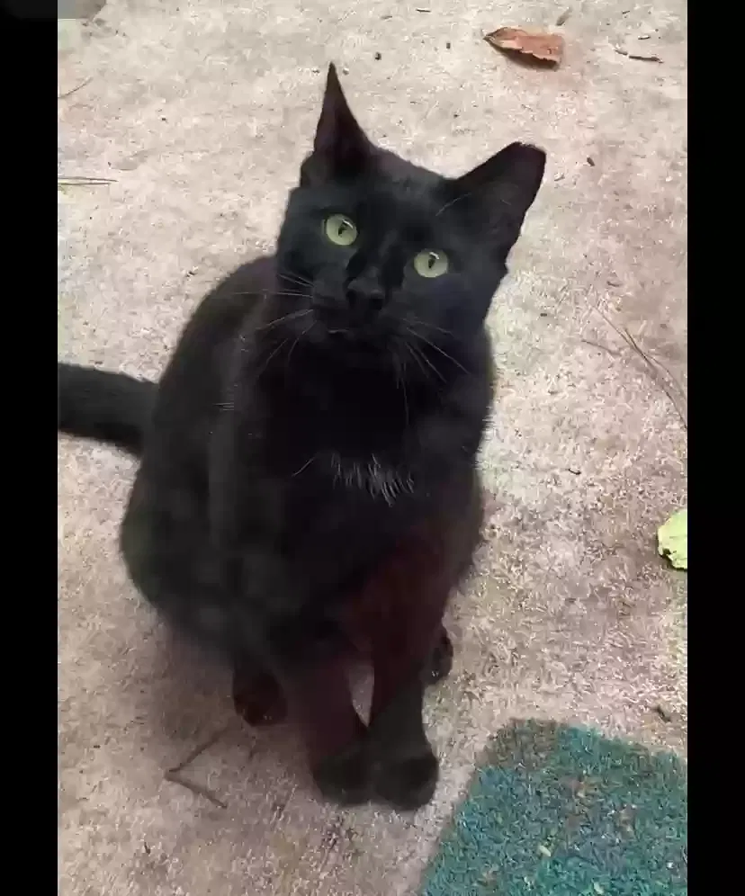 Found cat in Mableton, GA, 30126